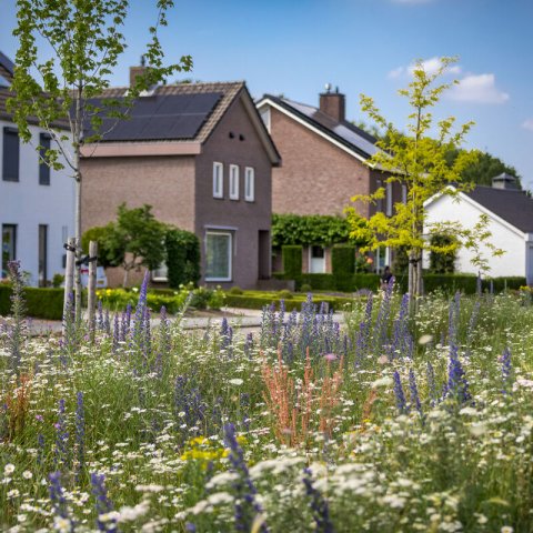 Zelfbeheer oase in de Olmstraat in Echt